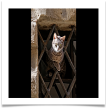 Jail_Break_Kitten- Wynford Evans